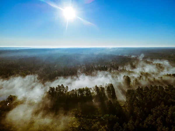 Sabah Sisi Podlasie Deki Polonya Ormanlarında Sabah Sisi — Stok fotoğraf