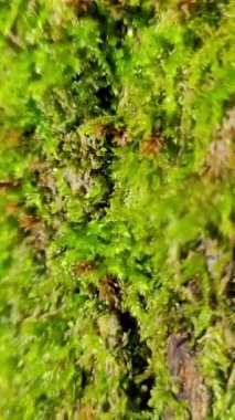 Ağaç yosunu, doğal korteks