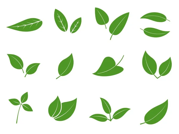 Collection Different Green Leaves Vector Illustration Isolated White Background — Stock Vector