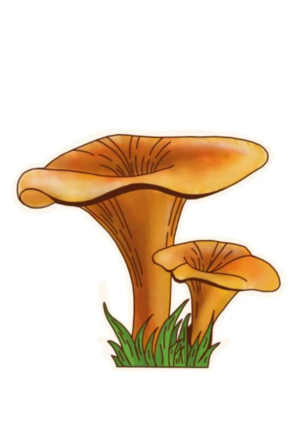 Dessin Main Champignons Sur Fond Blanc Clipart — Photo