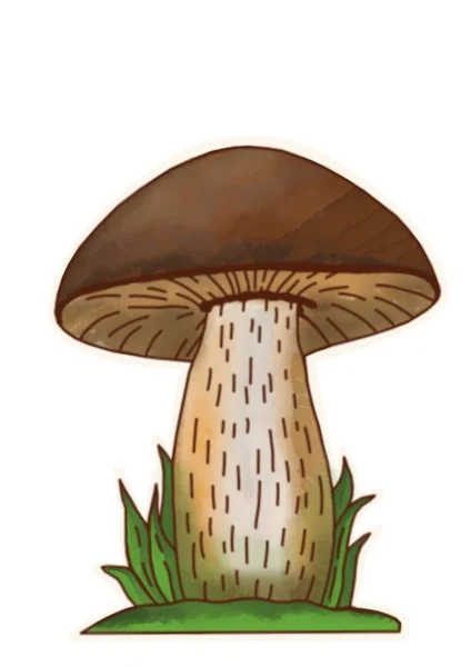 Mano Disegno Funghi Sfondo Bianco Clipart — Foto Stock