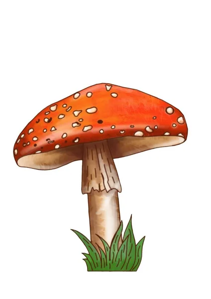 Hand Drawing Mushrooms White Background Clipart — ストック写真