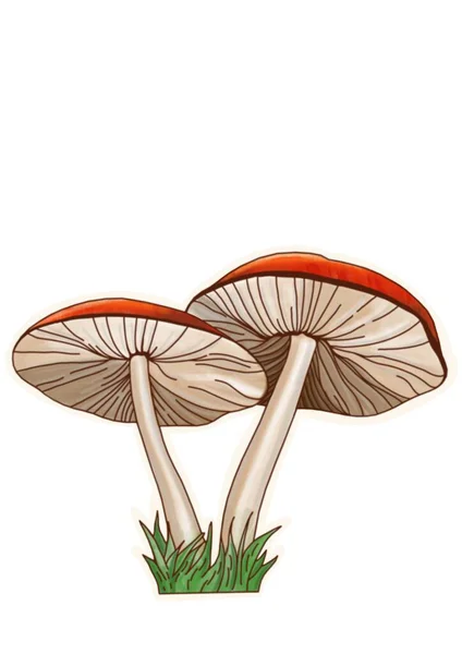 Hand Drawing Mushrooms White Background Clipart — Stockfoto