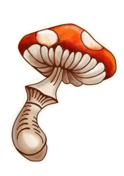 Hand Drawing Mushrooms White Background Clipart — Stockfoto