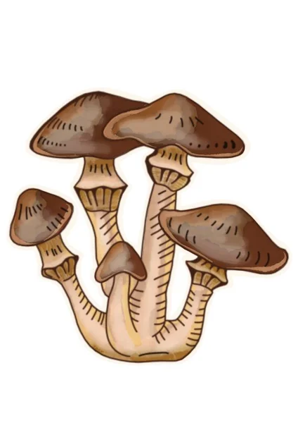 Hand Drawing Mushrooms White Background Clipart — ストック写真