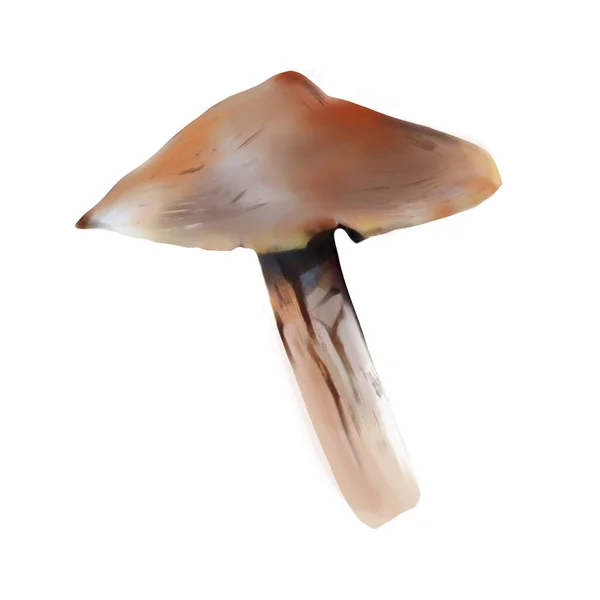 具有白色背景的褐色蘑菇 剪贴画 手绘蘑菇的不同花纹 — 图库照片