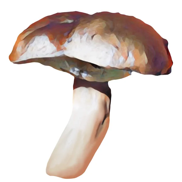 Diferentes Tipos Cogumelos Marrons Fundo Branco Clip Arte Arte Cogumelo — Fotografia de Stock
