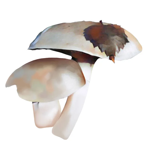 Different Tipes Brown Mushrooms White Background Clip Art Art Hand — Photo