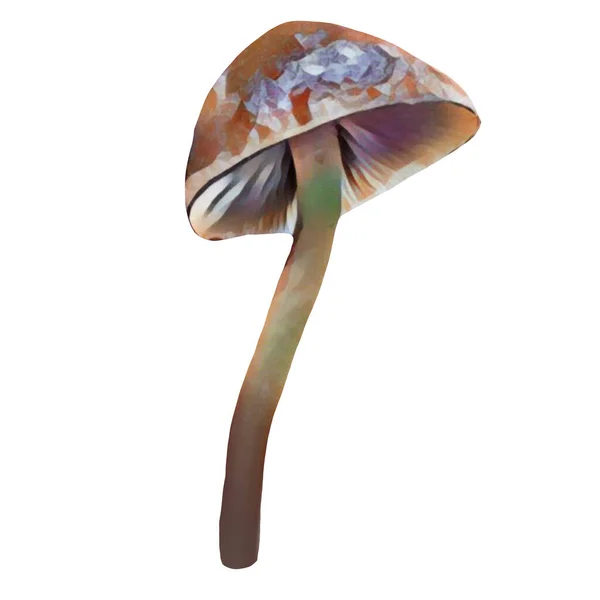 Different Tipes Brown Mushrooms White Background Clip Art Art Hand —  Fotos de Stock