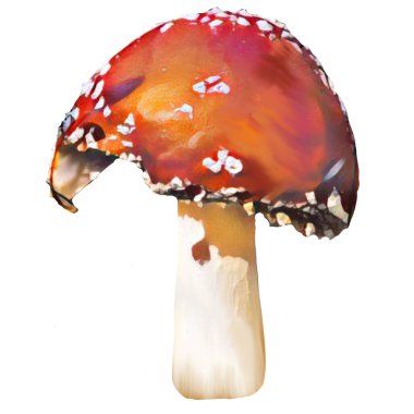 Different Amanita Mushrooms on white background, clip-art, art, illustration. Ycan yse it on your own.