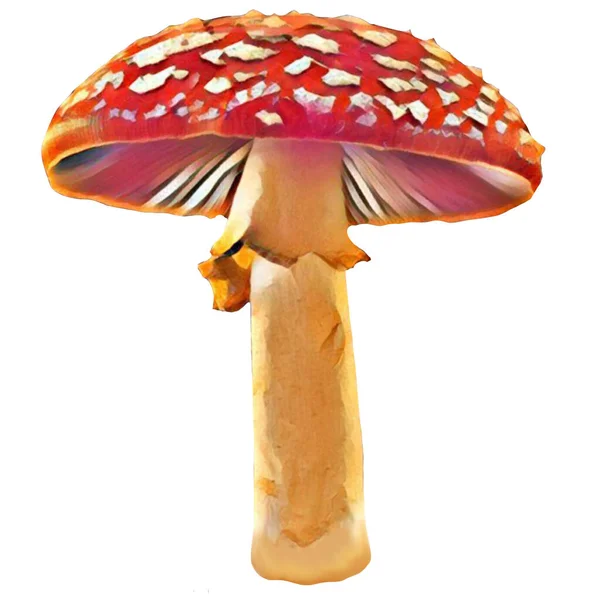 Different Amanita Mushrooms White Background Clip Art Art Illustration Ycan — стоковое фото