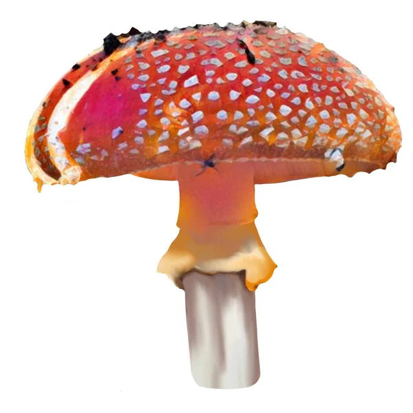 Beyaz arka planda farklı Amanita mantarları, klipsli sanat, sanat, illüstrasyon. Kendi başına temizleyebilirsin..