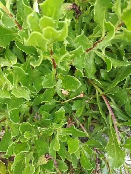 Green Background Leaves Photo Terceira Island Portugal — Stock Photo, Image