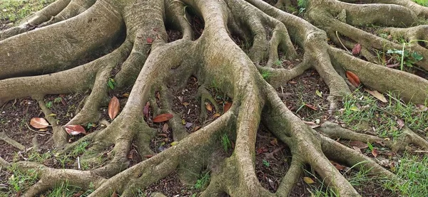 체이라 섬에서 표현력 놀라운 나무의 — 스톡 사진