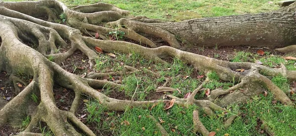 Sweeping Expressive Incredible Tree Roots Island Terceira — Foto de Stock