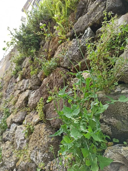 Vegetation Stones Macro Photography Texture Background May 2022 — Stock Photo, Image