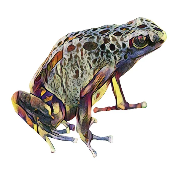 Kesmesi Kolay Yaratıcılığın Için Beyaz Bir Zemine Çizimi Kurbağa — Stok fotoğraf