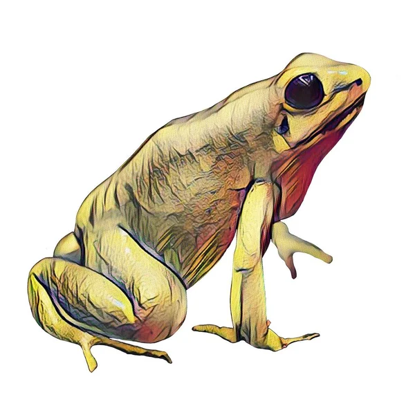 Kesmesi Kolay Yaratıcılığın Için Beyaz Bir Zemine Çizimi Kurbağa — Stok fotoğraf