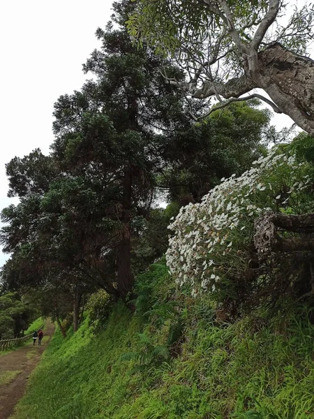 Azzorre Portogallo Bellissimo Paesaggio Dall Isola Terceira Vegetazione Incredibile Maggio — Foto Stock