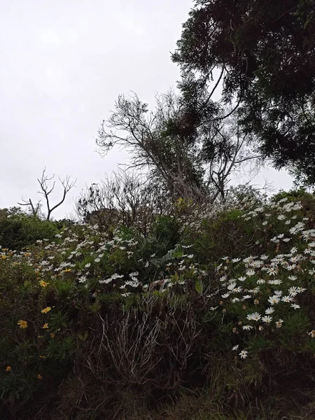 Azorerna Portugal Vacker Natur Från Terceira Island Otrolig Vegetation Kan — Stockfoto