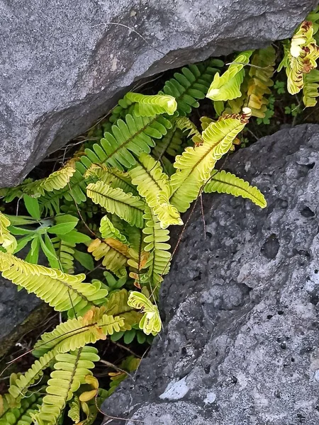 Texture Greenery Different Flowers Island Terceira May 2022 — Stock Photo, Image