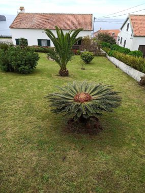 Volkan civarındaki Terceira adasından manzara ve şehir manzarası Mayıs 2022 'de çok güzel bir bitki örtüsü fotoğraflandı.