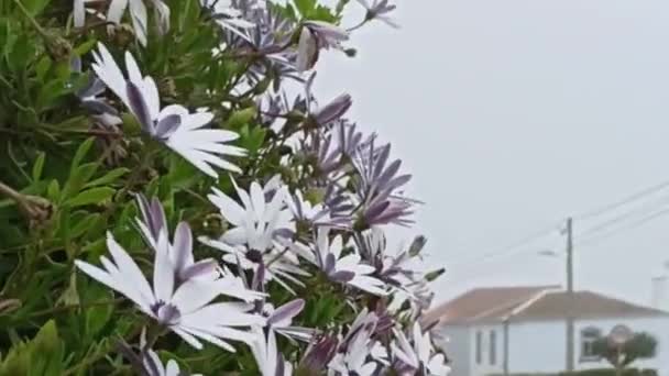 Flores Que Mueven Viento Islas Terceira Mayo 2022 — Vídeos de Stock