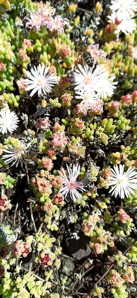 Foto Alta Qualidade Uma Bela Flor Seu Ambiente Natural Açores — Fotografia de Stock