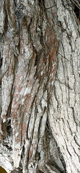 Textura Fotográfica Palmeira Casca Árvore Liana Ambiente Natural Açores Maio — Fotografia de Stock