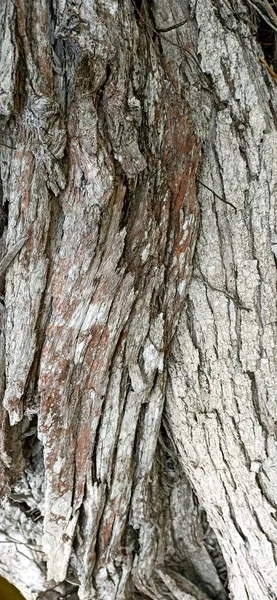 Texture Photographique Palmier Écorce Arbre Liane Milieu Naturel Açores Mai — Photo