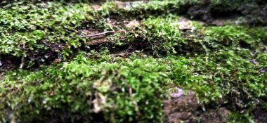 Yaprak döken bir ağacın kabuğunun dokusu yosun ile kaplanmış, fotoğraf telefonda çekilmiş ama iyi kalite doku haritalaması için uygundur.