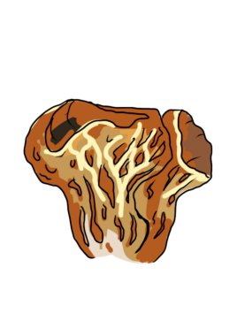 Program 'da çizilen beyaz zemin üzerinde farklı renkte mantarlar çizildi Üreme