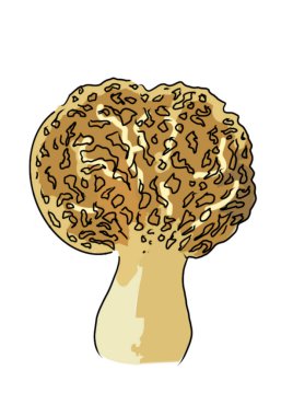 Program 'da çizilen beyaz zemin üzerinde farklı renkte mantarlar çizildi Üreme