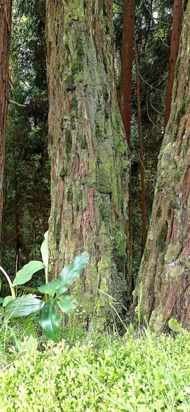 Azores Paisaje Forestal Buen Tiempo Camino Través Del Bosque Área —  Fotos de Stock
