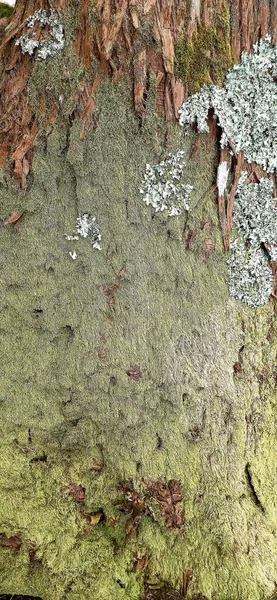 Texture Bark Deciduous Tree Overgrown Moss Photo Taken Phone Good — Stock Photo, Image