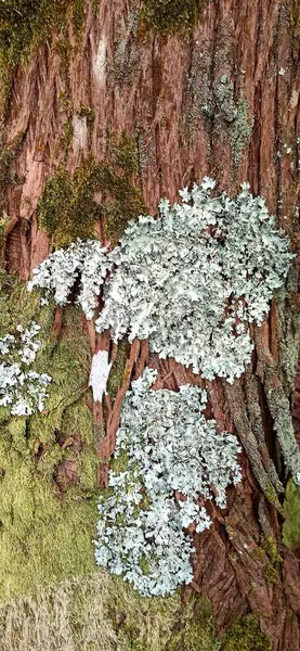 Texture Bark Deciduous Tree Overgrown Moss Photo Taken Phone Good — Stock Photo, Image