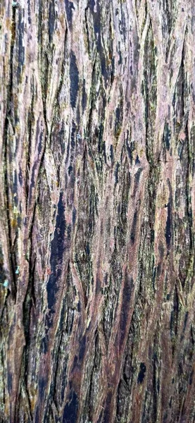 Struktura Kůry Opadavého Stromu Zarostlého Mechem Fotografie Byla Pořízena Telefonu — Stock fotografie