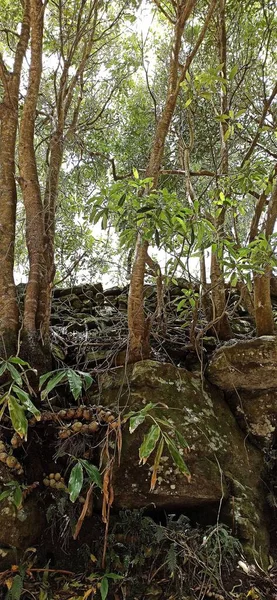 Azores Paisaje Forestal Buen Tiempo Camino Través Del Bosque Área —  Fotos de Stock