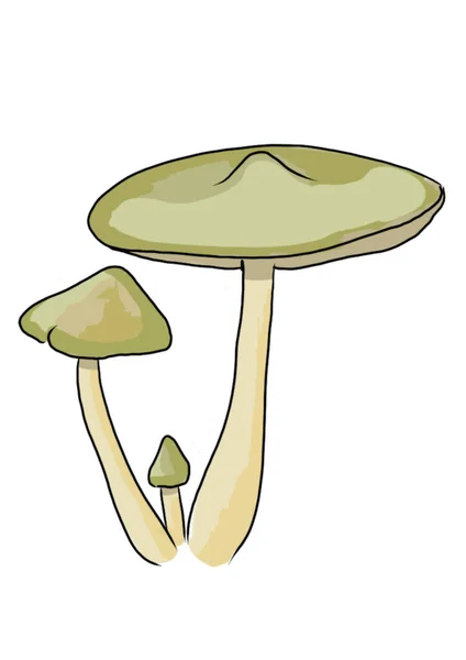 Tekende Gekleurde Paddenstoelen Van Verschillende Types Een Witte Achtergrond Die — Stockfoto