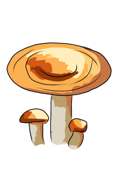 Tekende Gekleurde Paddenstoelen Van Verschillende Types Een Witte Achtergrond Die — Stockfoto