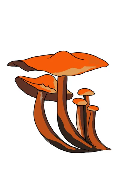 Tekende Gekleurde Paddenstoelen Van Verschillende Types Een Witte Achtergrond Die — Stockfoto