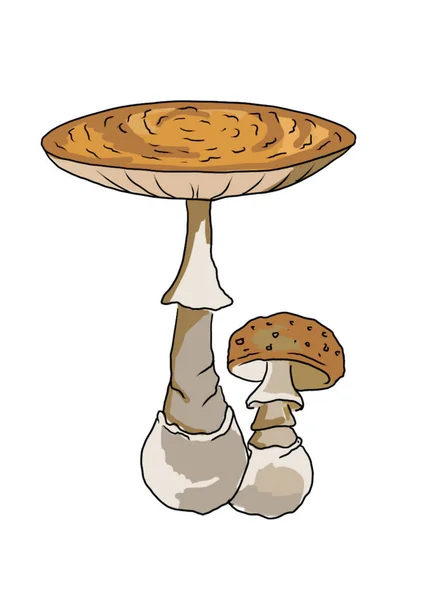 Cogumelos Coloridos Desenhados Diferentes Tipos Fundo Branco Que Foram Desenhados — Fotografia de Stock