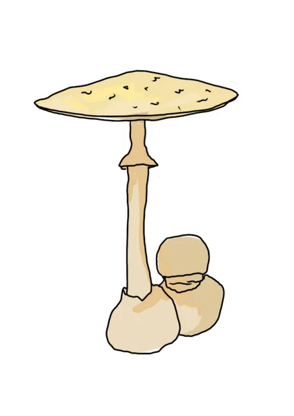 Drawn Colored Mushrooms Different Types White Background Were Drawn Program — Stock Photo, Image