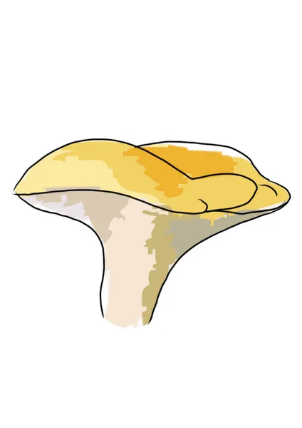 Disegnati Funghi Colorati Diversi Tipi Uno Sfondo Bianco Che Sono — Foto Stock