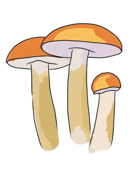 Tekende Gekleurde Paddenstoelen Van Verschillende Types Een Witte Achtergrond Die — Stockfoto