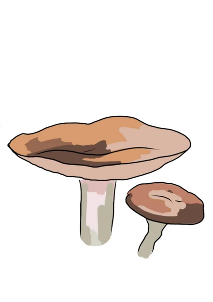 Tekende Gekleurde Paddenstoelen Van Verschillende Types Een Witte Achtergrond Die — Stockfoto