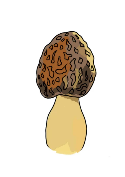 Drawn Colored Mushrooms Different Types White Background Were Drawn Program — Stock Photo, Image