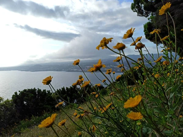 Κίτρινα Λουλούδια Του Αγρού Στους Λόφους Του Νησιού Τερσέιρα Όμορφη — Φωτογραφία Αρχείου