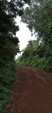 Terceira Adası 'ndan okyanusa doğru şehrin elementleriyle birlikte bitki örtüsünün içinden ve içinden geçen görüntüler.