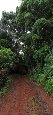 Terceira Adası 'ndan okyanusa doğru şehrin elementleriyle birlikte bitki örtüsünün içinden ve içinden geçen görüntüler.